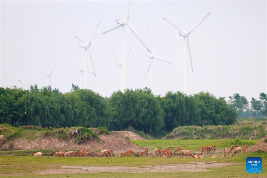 Guardi? do cervo-milu se dedica à busca da harmonia entre a humanidade e a natureza