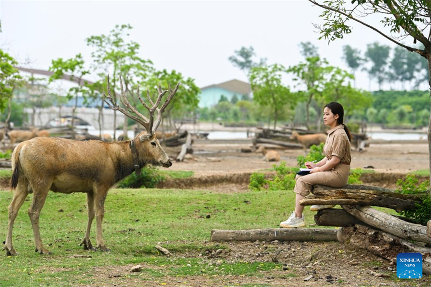 Guardi? do cervo-milu se dedica à busca da harmonia entre a humanidade e a natureza