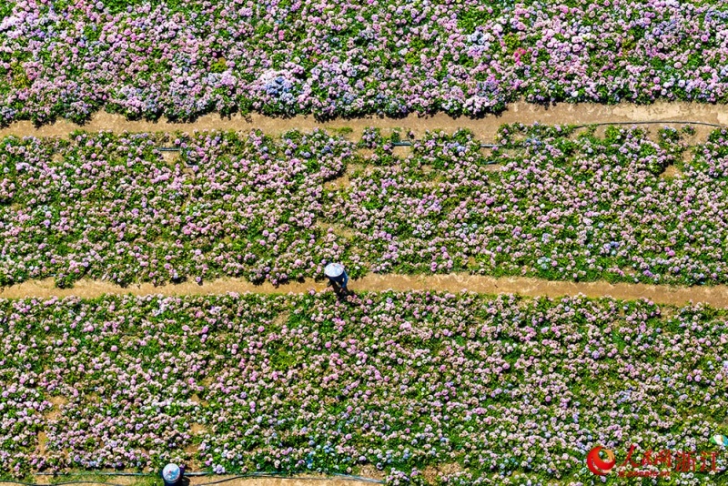 Mar de flores no leste da China atrai visitantes