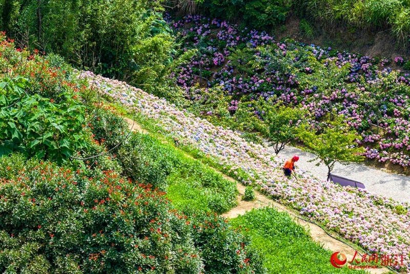 Mar de flores no leste da China atrai visitantes