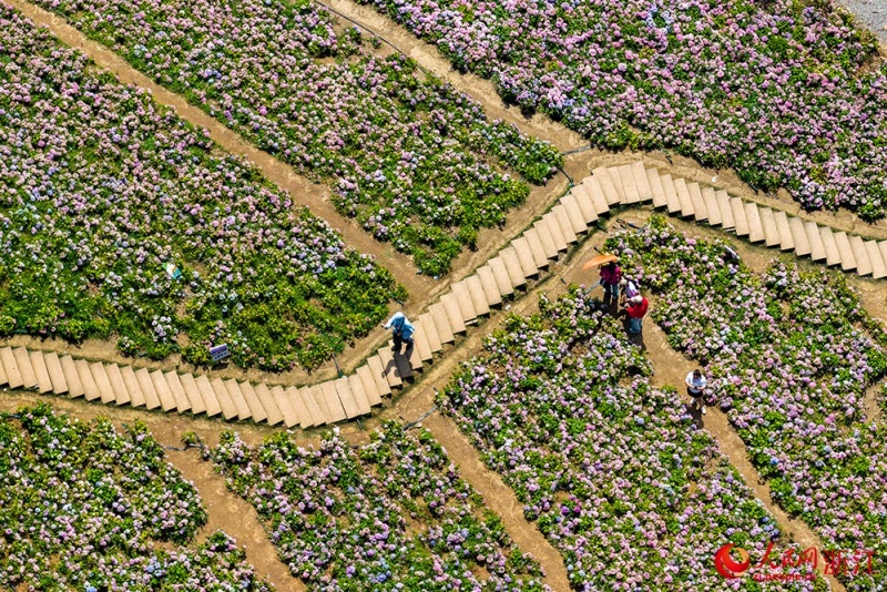 Mar de flores no leste da China atrai visitantes