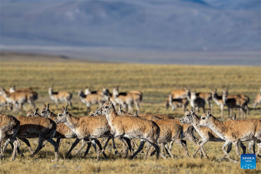 Antílopes tibetanas em migra??o em Xizang, na China
