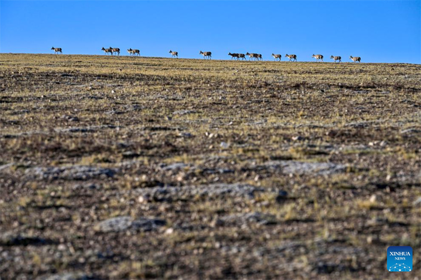 Antílopes tibetanas em migra??o em Xizang, na China