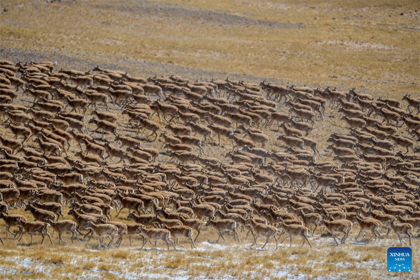 Antílopes tibetanas em migra??o em Xizang, na China