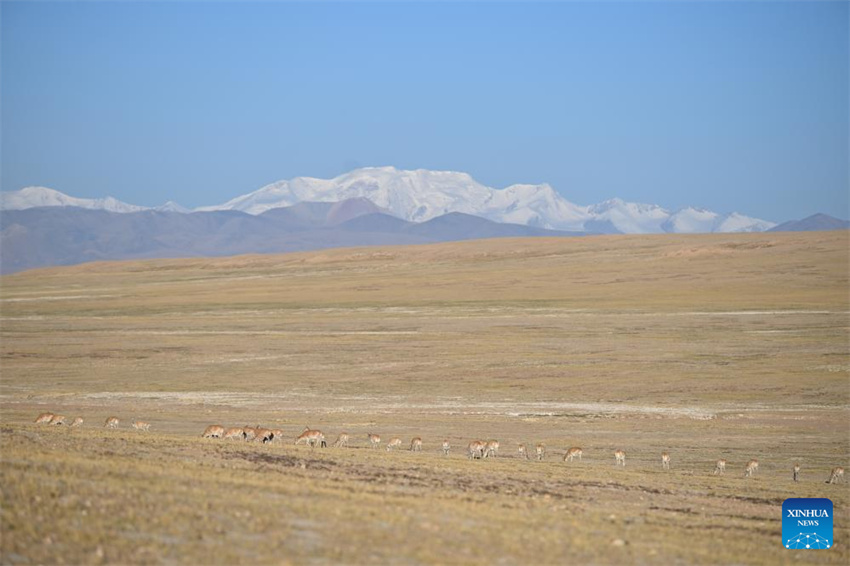 Antílopes tibetanas em migra??o em Xizang, na China