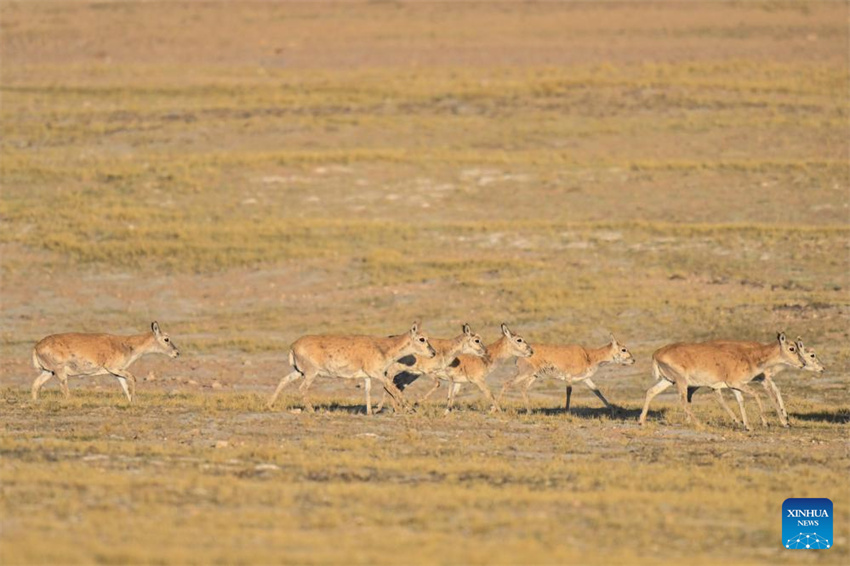 Antílopes tibetanas em migra??o em Xizang, na China