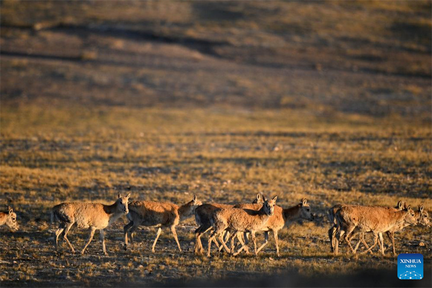 Antílopes tibetanas em migra??o em Xizang, na China