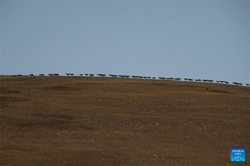 Antílopes tibetanas em migra??o em Xizang, na China