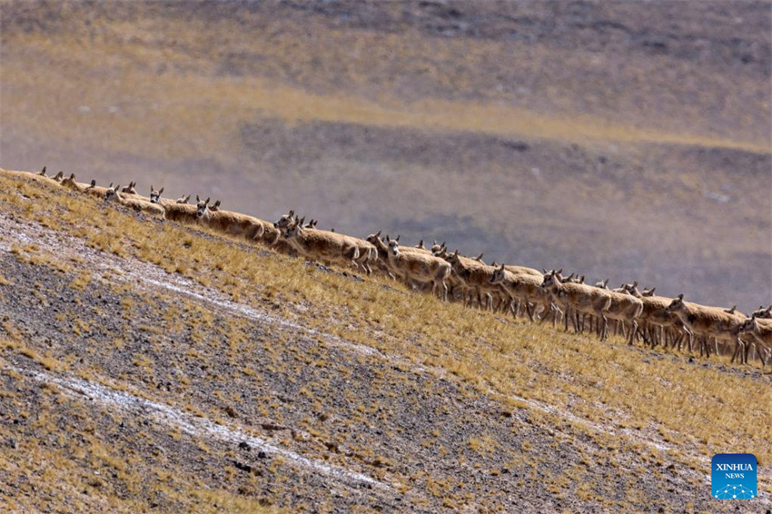 Antílopes tibetanas em migra??o em Xizang, na China