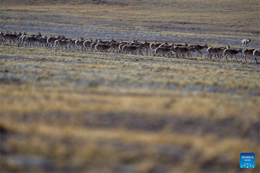 Antílopes tibetanas em migra??o em Xizang, na China