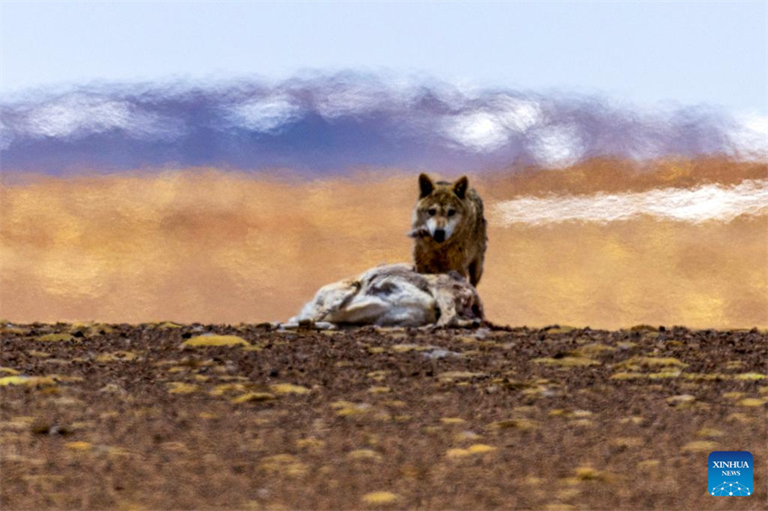 Antílopes tibetanas em migra??o em Xizang, na China