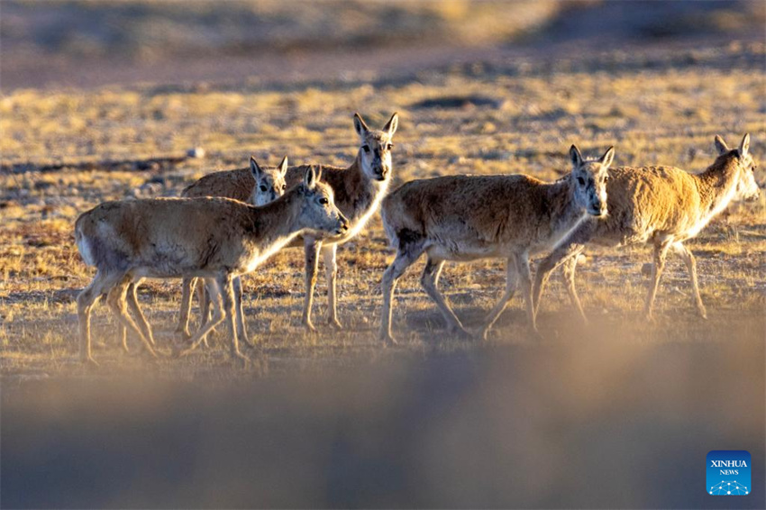 Antílopes tibetanas em migra??o em Xizang, na China