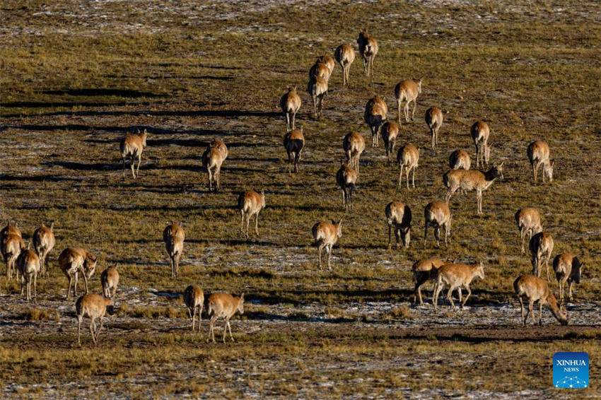 Antílopes tibetanas em migra??o em Xizang, na China