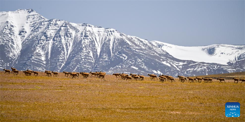 Antílopes tibetanas em migra??o em Xizang, na China