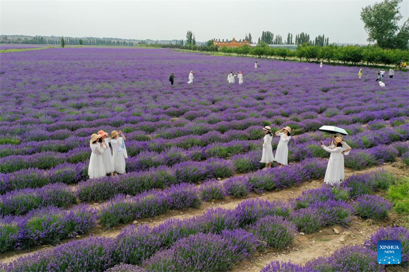 Festival de turismo de lavanda promove desenvolvimento econ?mico em Xinjiang