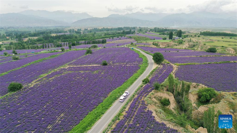 Festival de turismo de lavanda promove desenvolvimento econ?mico em Xinjiang