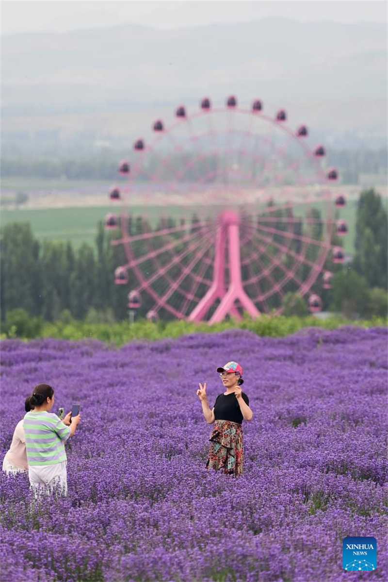 Festival de turismo de lavanda promove desenvolvimento econ?mico em Xinjiang