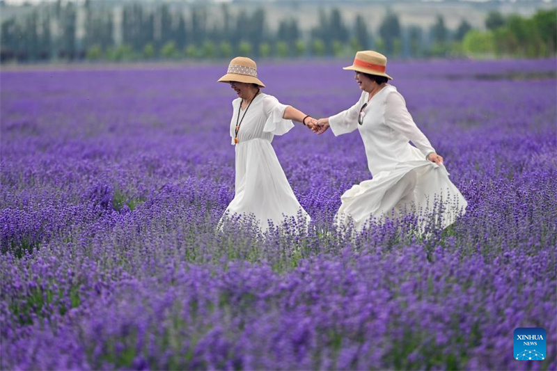 Festival de turismo de lavanda promove desenvolvimento econ?mico em Xinjiang