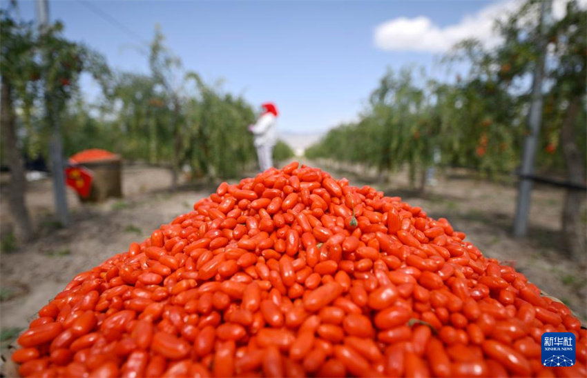 Ningxia inicia período de colheita de bagas de goji
