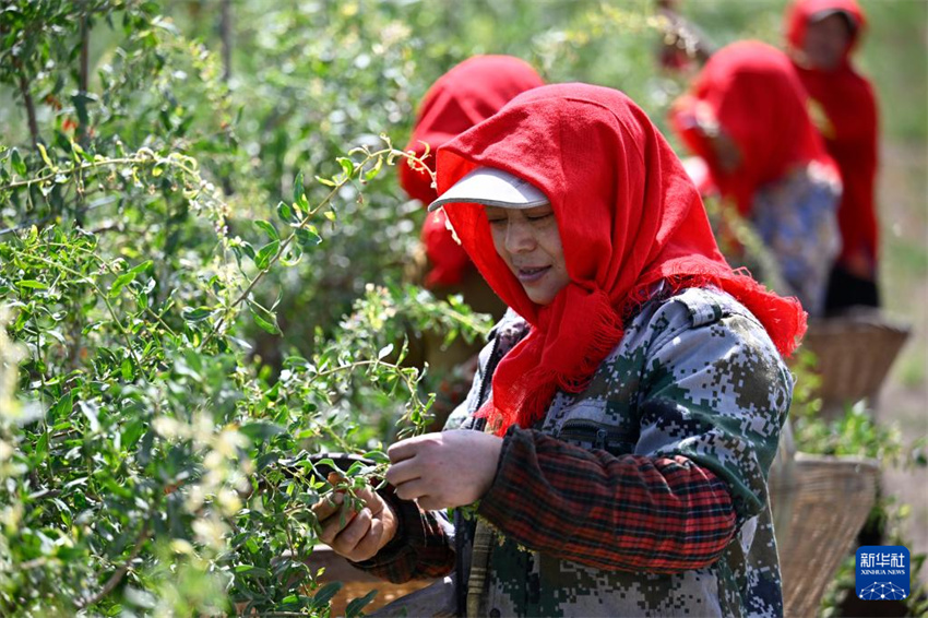 Ningxia inicia período de colheita de bagas de goji