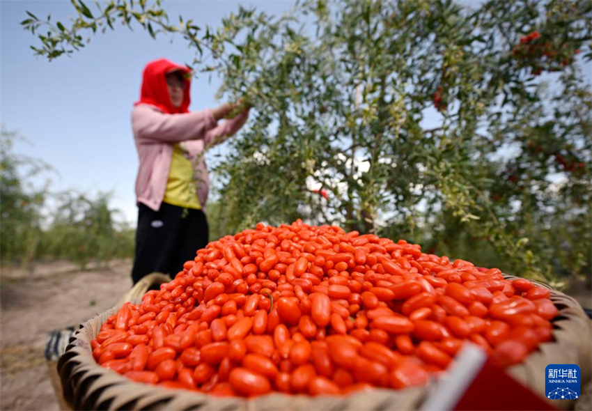 Ningxia inicia período de colheita de bagas de goji