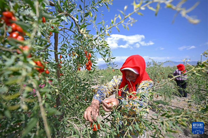 Ningxia inicia período de colheita de bagas de goji