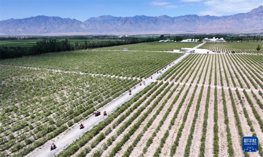 Ningxia inicia período de colheita de bagas de goji