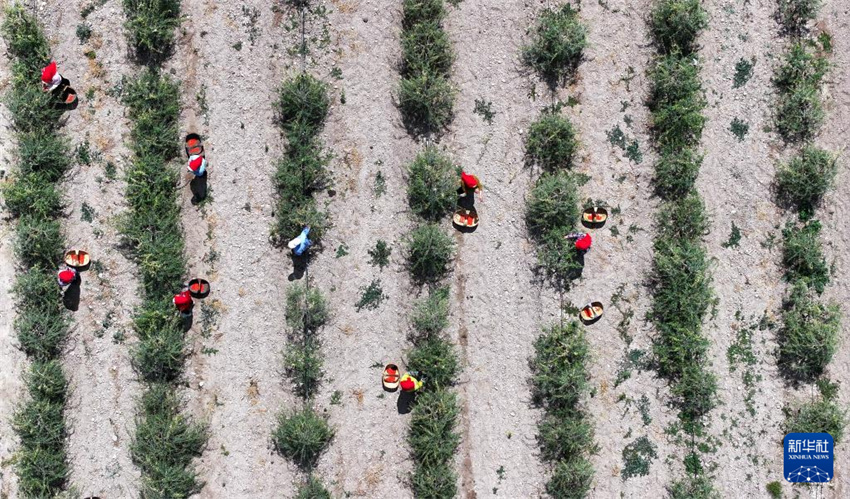 Ningxia inicia período de colheita de bagas de goji