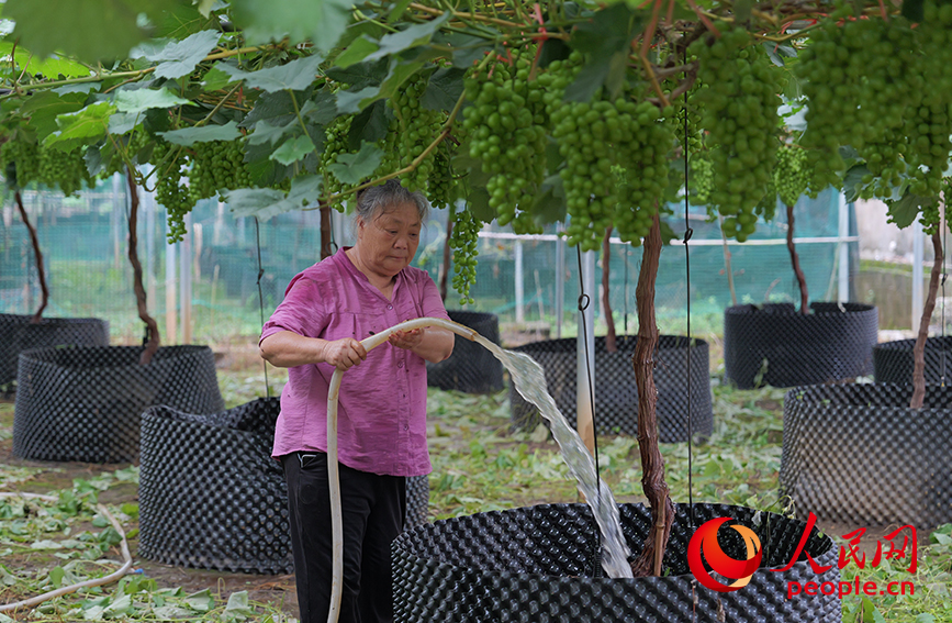Moradora da vila de Maozhushan rega uvas. (Foto: Liang Zhanghui/Diário do Povo Online)
