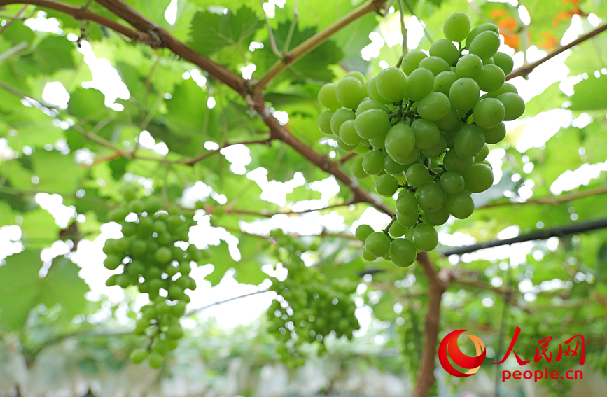 China em Movimento: Oportunidade 