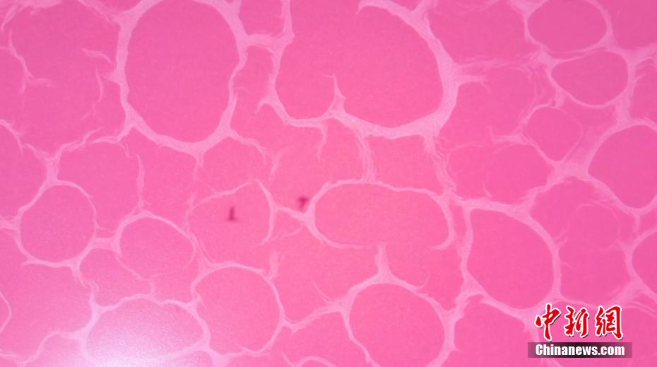 Lagoas cor-de-rosa surpreendem no deserto de Badain Jaran, norte da China