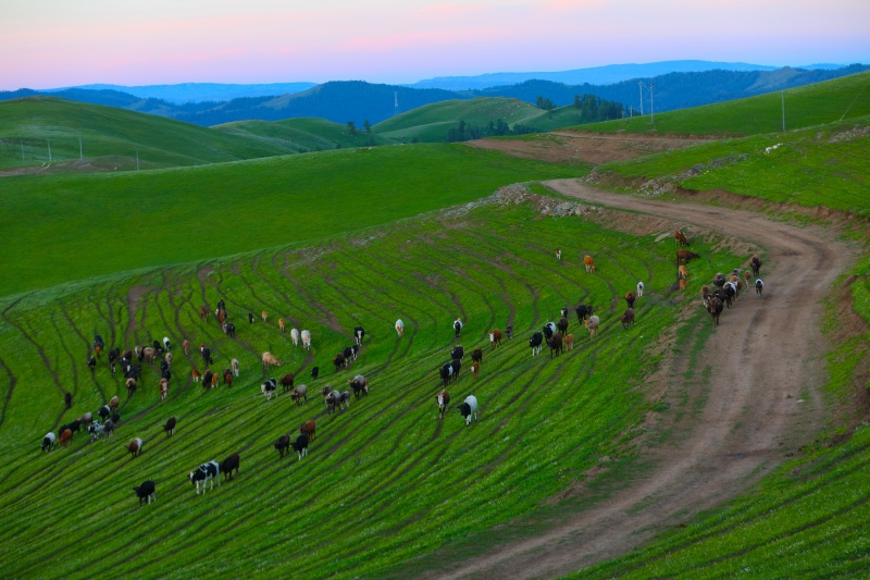 Transumancia de ver?o tem início em Xinjiang