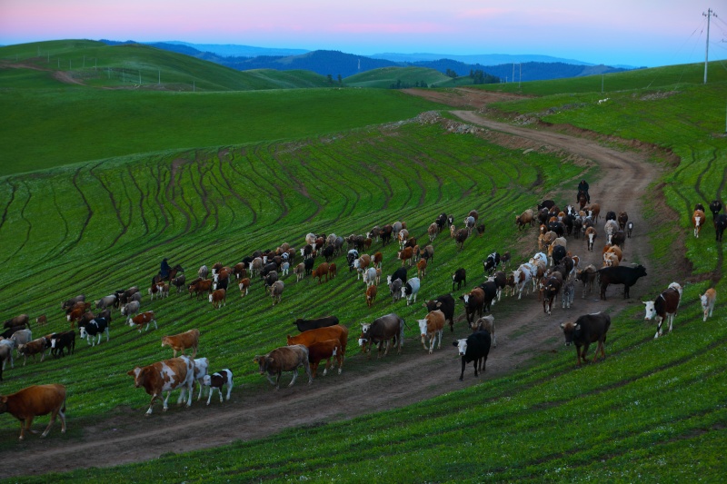 Transumancia de ver?o tem início em Xinjiang