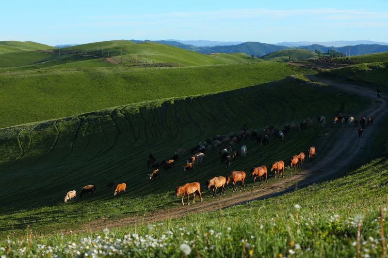 Transumancia de ver?o tem início em Xinjiang