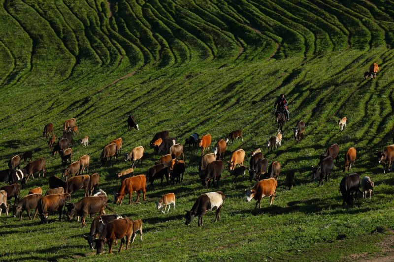 Transumancia de ver?o tem início em Xinjiang