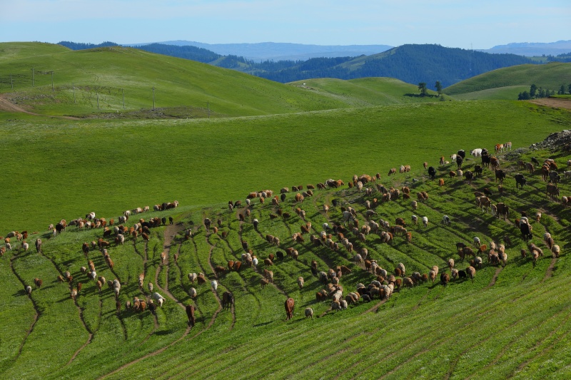 Transumancia de ver?o tem início em Xinjiang