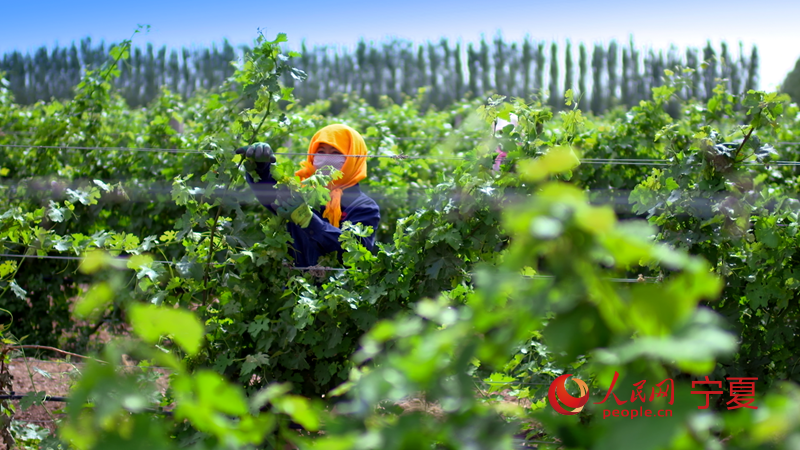 China em Movimento: de antigo deserto árido a rota de prosperidade