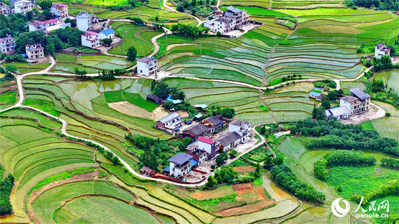 Belos terra?os verdes em Jiangxi, sul da China