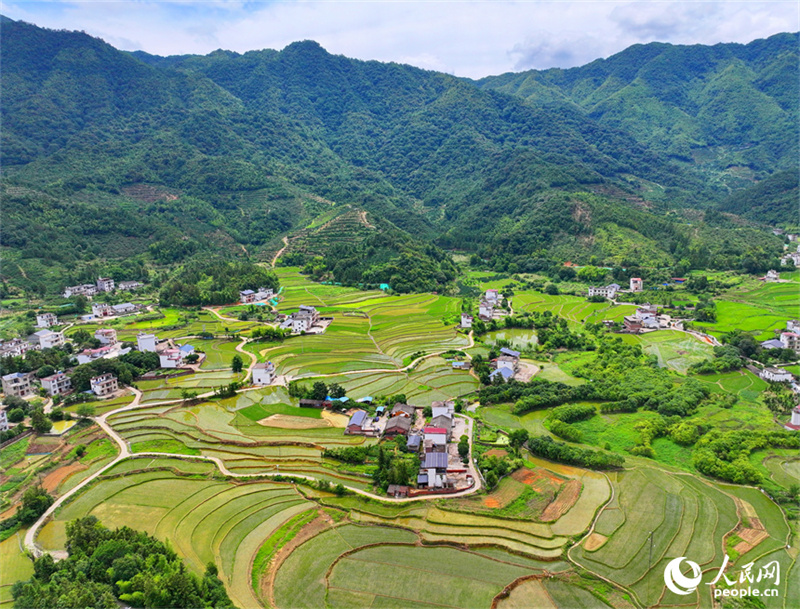 Belos terra?os verdes em Jiangxi, sul da China