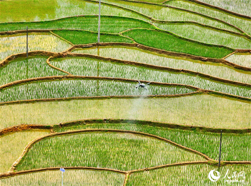 Belos terra?os verdes em Jiangxi, sul da China