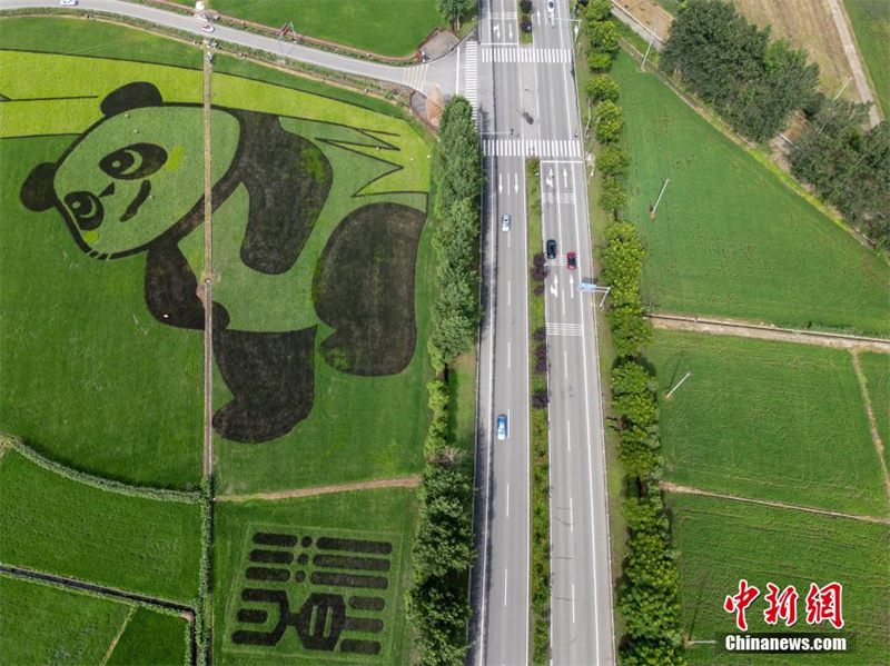 Chengdu: arrozais formam imagem de 