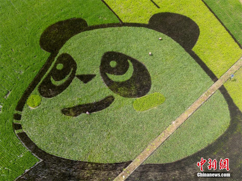 Chengdu: arrozais formam imagem de 