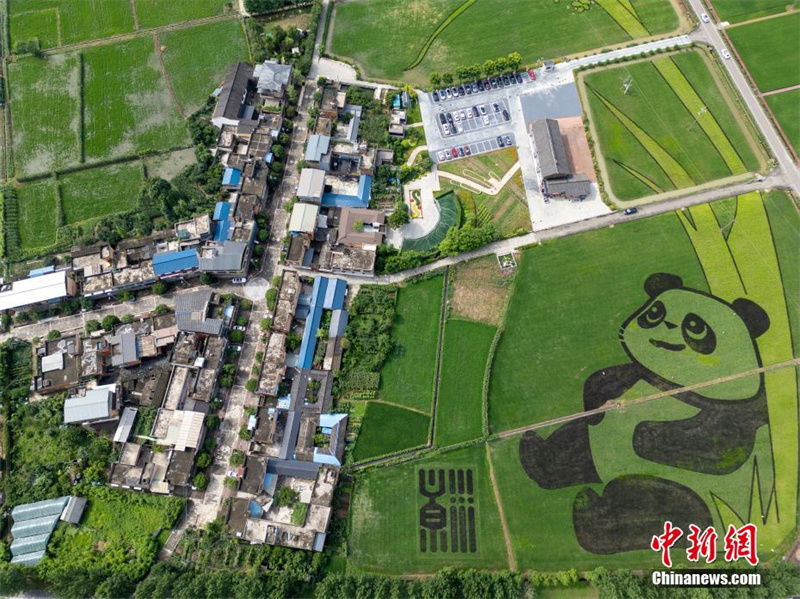 Chengdu: arrozais formam imagem de 