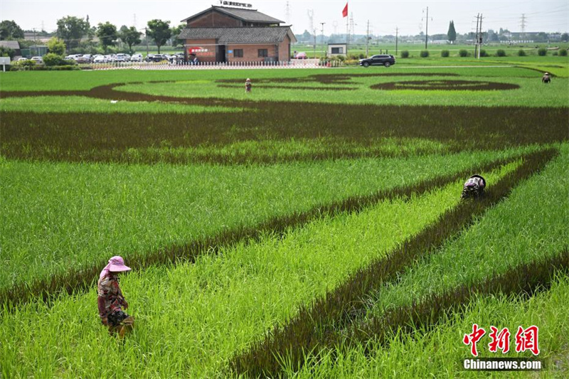 Chengdu: arrozais formam imagem de 