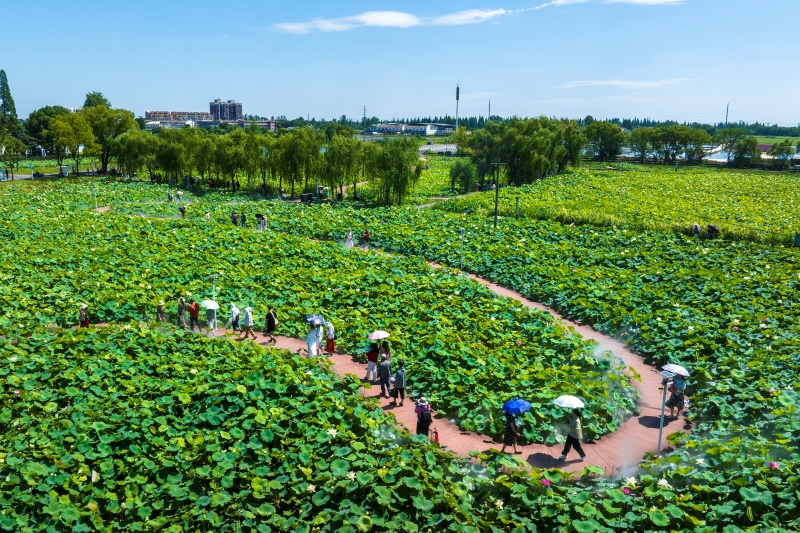 Anhui: Wuhu impulsiona revitaliza??o rural com integra??o agrícola e cultural