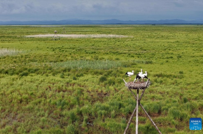 Galeria: cegonhas brancas orientais em ninhos artificiais na cidade de Fujin, nordeste da China