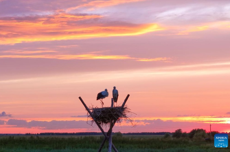Galeria: cegonhas brancas orientais em ninhos artificiais na cidade de Fujin, nordeste da China