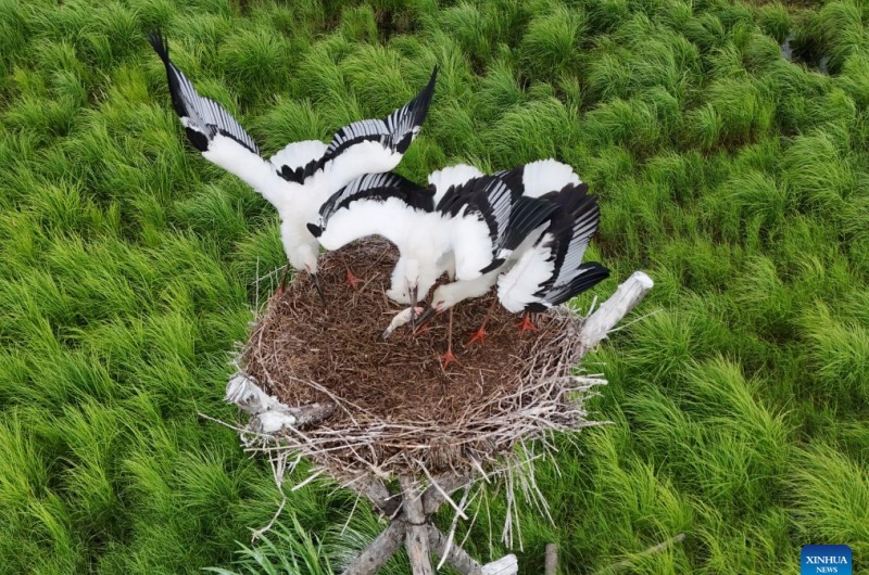 Galeria: cegonhas brancas orientais em ninhos artificiais na cidade de Fujin, nordeste da China