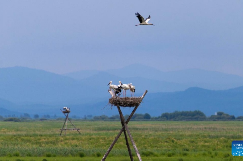 Galeria: cegonhas brancas orientais em ninhos artificiais na cidade de Fujin, nordeste da China