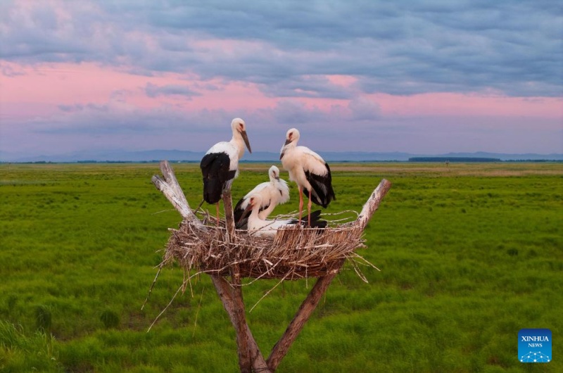 Galeria: cegonhas brancas orientais em ninhos artificiais na cidade de Fujin, nordeste da China
